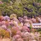 京都・吉野・熊野古道・三社4日間