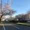 こんな時だから、外で桜を眺めて散歩