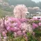冬の桜を観に行こう！