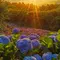 【見附市】花めぐりプラン