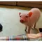 目黒でマイクロブタとスイーツで癒されるデートコース