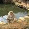 新しい嵐山の楽しみ方？モンキーパークで猿に癒されよう！