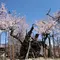 山高神代桜　ワニ塚の桜