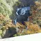 秋のバス旅行　袋田の滝　大子温泉やみぞ　リンゴ狩り