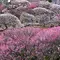 池上梅園は良いよ