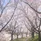 岐阜の満開な桜を満喫しよう！