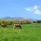 【那須】自然•動物ふれあいの旅(1泊2日)★行程あり★