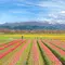 🌸春にしか出会えない景色を見に行こう～富山編～