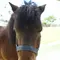 今治でたっぷり子どもと遊ぶ！食べるなら野間馬ハイランドコース