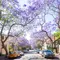オーストラリアの桜「ジャカランダ」でシドニーのお花見