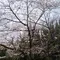 桜の名所・桜之宮公園を散策