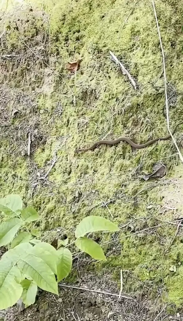 蛇を発見🐍