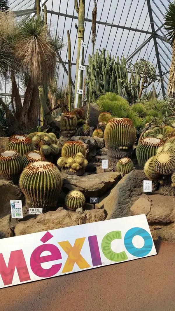 サボテンの種類が沢山🌵