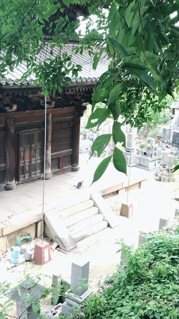 猫発見！