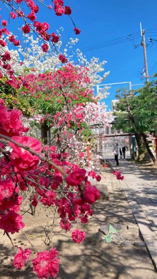この時期だけの絶景