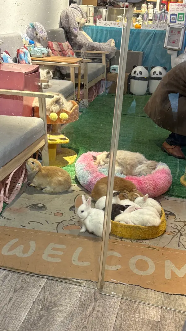 猫とうさぎの触れ合い場所もあった