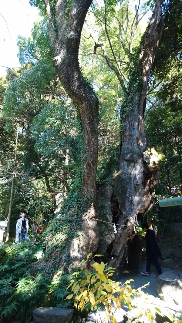 第二大楠