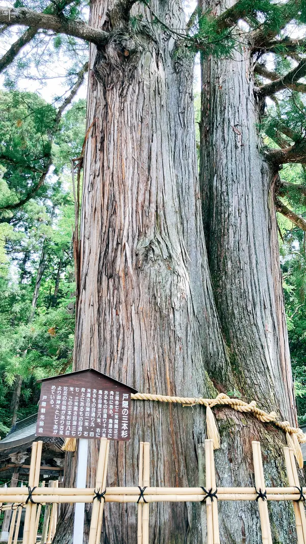 戸隠の三本杉