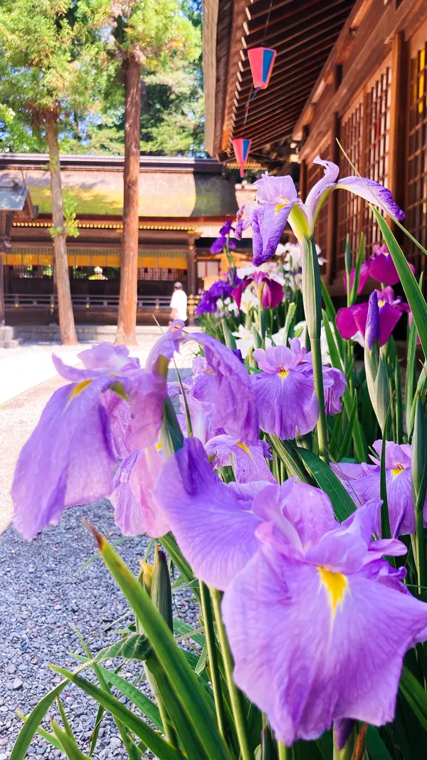 神楽殿の周りにきれいな菖蒲が…