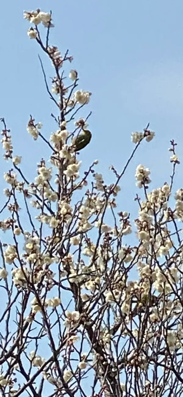 メジロが飛んで来ました