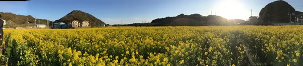 一面に広がる菜の花畑。