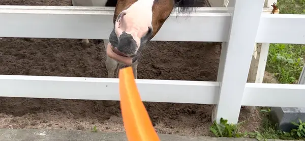 エサやり体験🥕にんじん１カップ100円