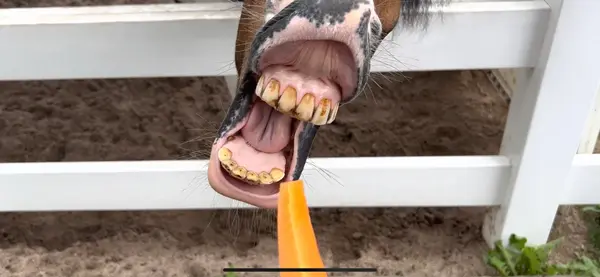 😆