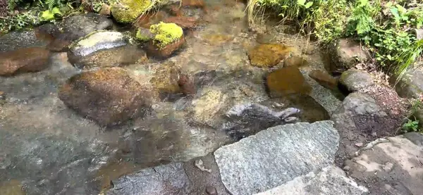 水の透明感がすごい！綺麗な小川