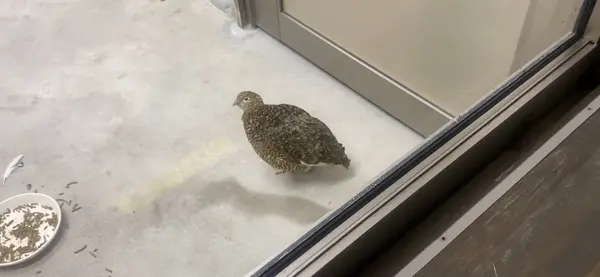 雷鳥(ライチョウ)舎