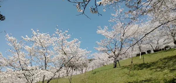 花見にも最高です