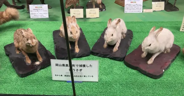 うさぎ