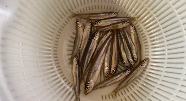 最終的に17匹釣れました🐟💗