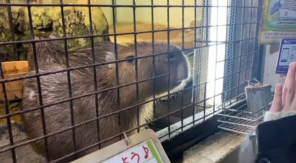 カピバラちゃん