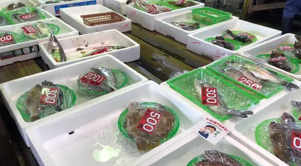見ているだけで楽しい〜大きい魚たち
