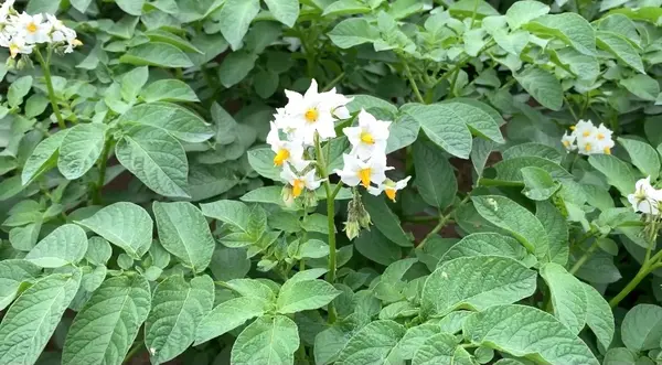 こちらがジャガイモのお花！