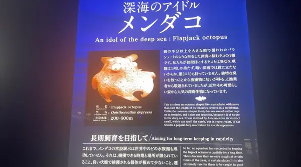 メンダコ