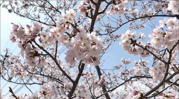 ここのは満開でしたね🌸
