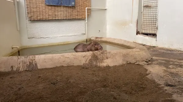 温泉に入るカピバラちゃん