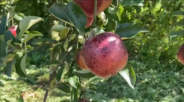 秋映