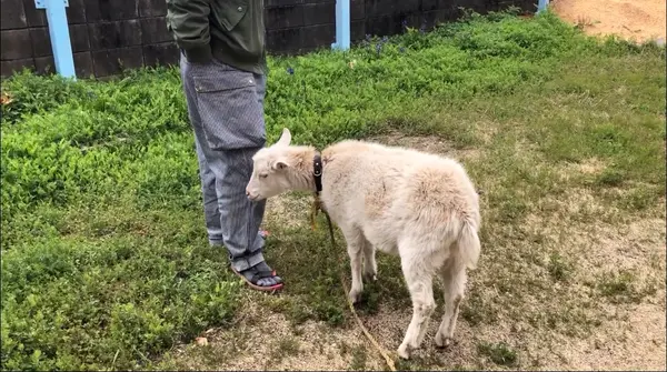 ヤギのつくる君