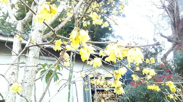 蝋梅がキレイでした