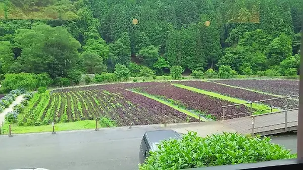 赤しその畑