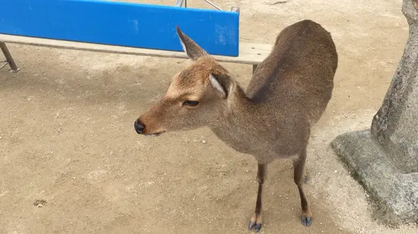 鹿
