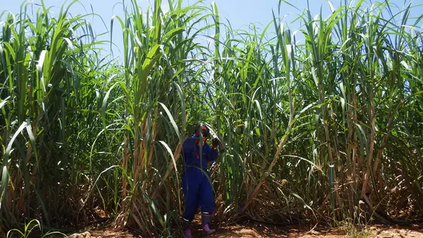 キビ畑を抜けた先に地底湖への入り口