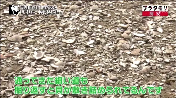 アサリ