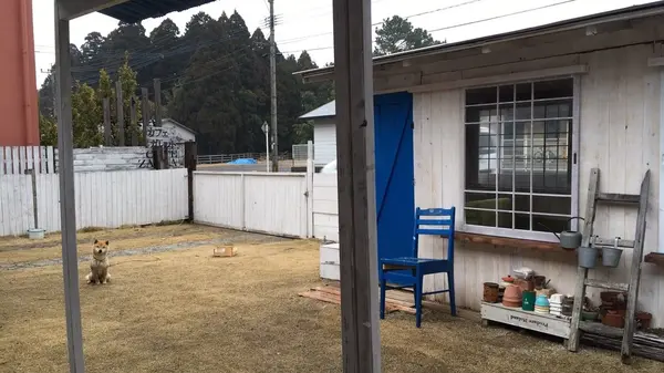 わんちゃん🐶