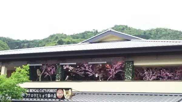 フクロウカフェ？