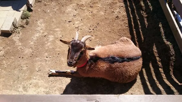 ヤギいる