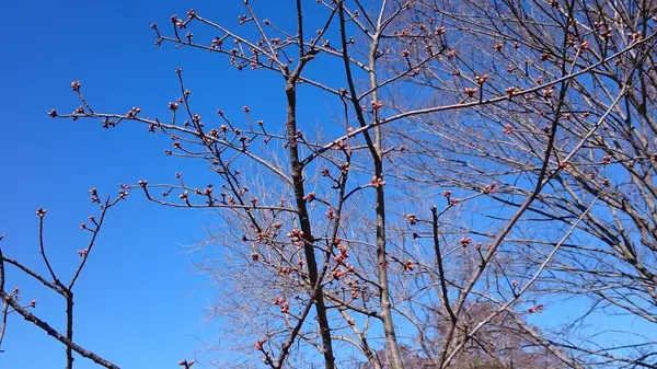 河津桜