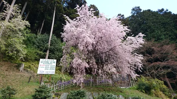 桜